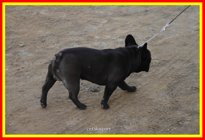 180311 mostra_canina 115.jpg